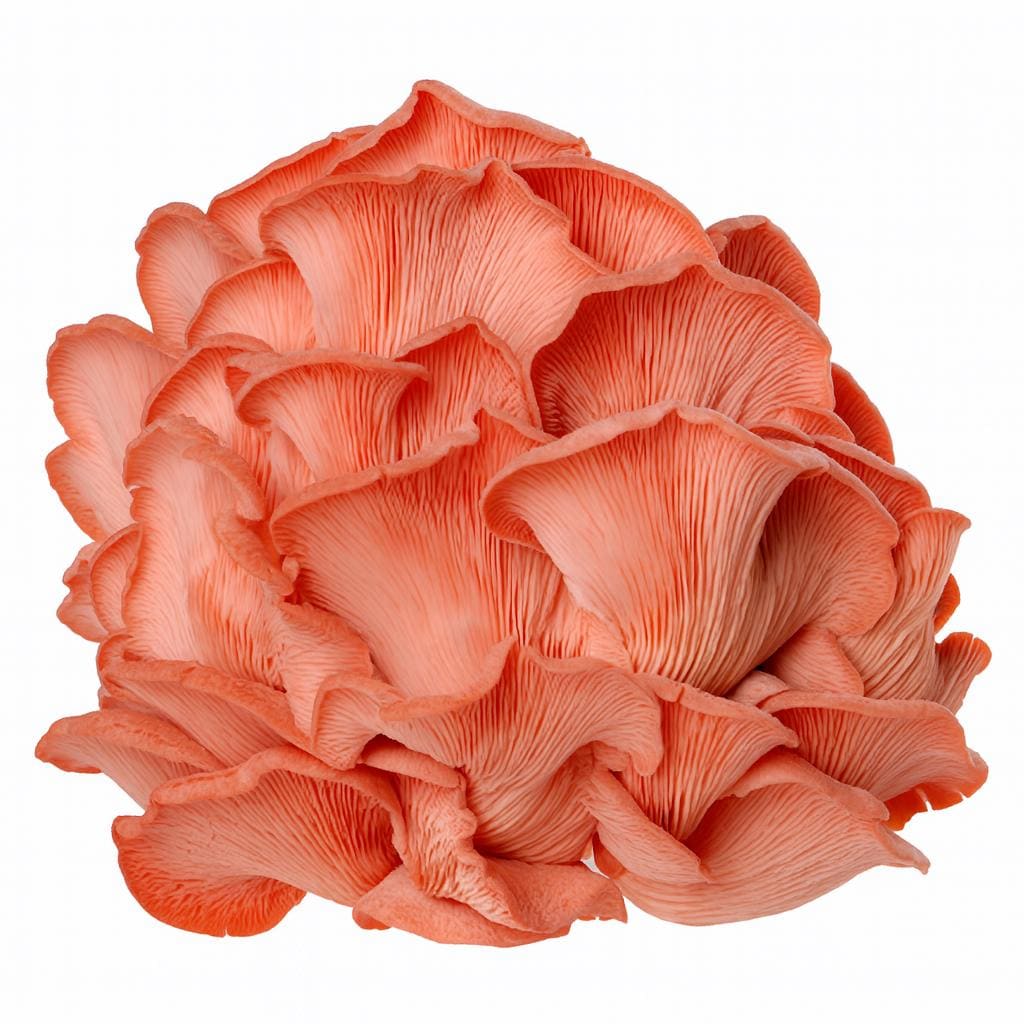 Pink Oyster 200 Mushroom Plugs Spawn| Grow Your Own Mushrooms | Hardwood Inoculation Kit