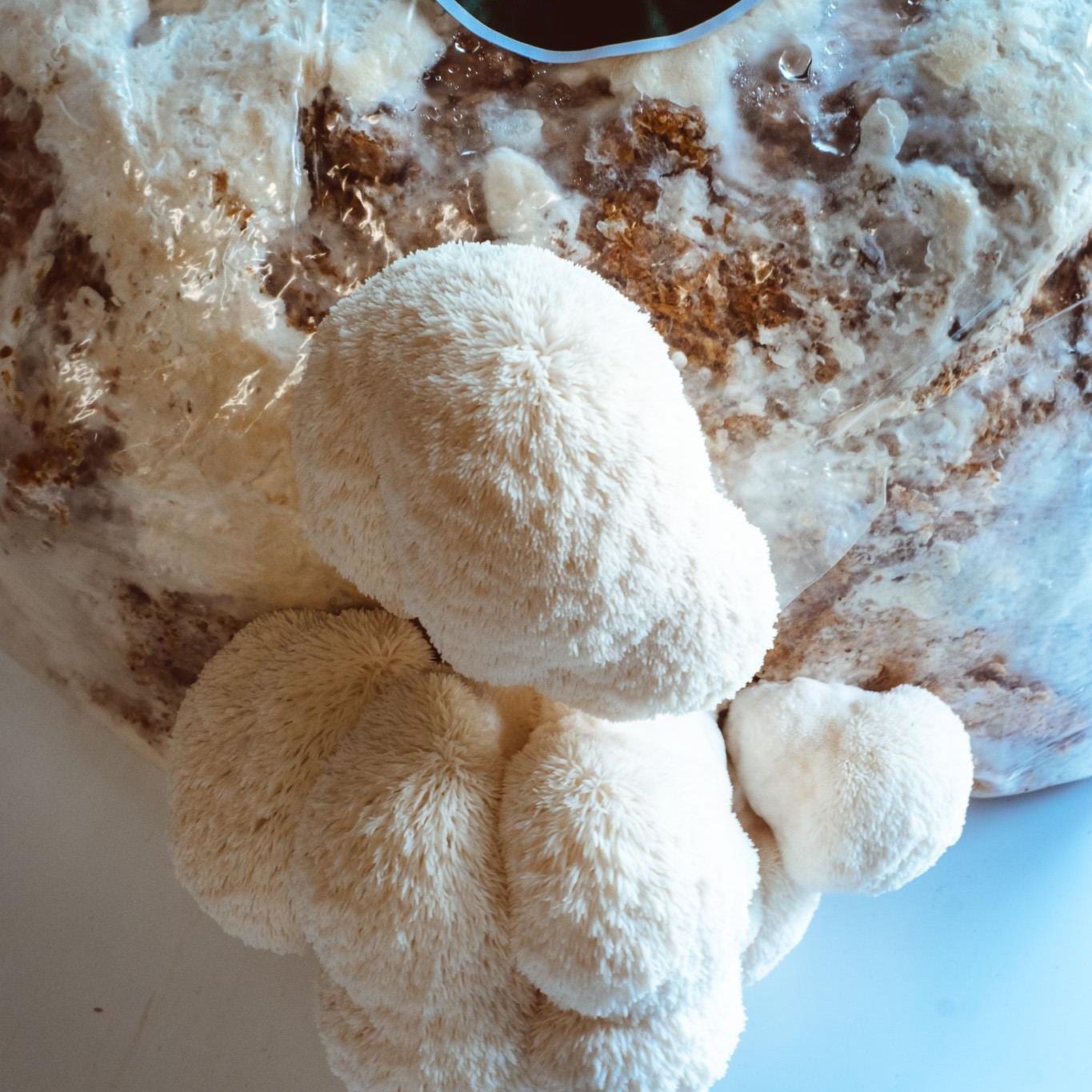 Lion's Mane 200 Mushroom Plug Spawn: Grow Your Own Hericium erinaceus