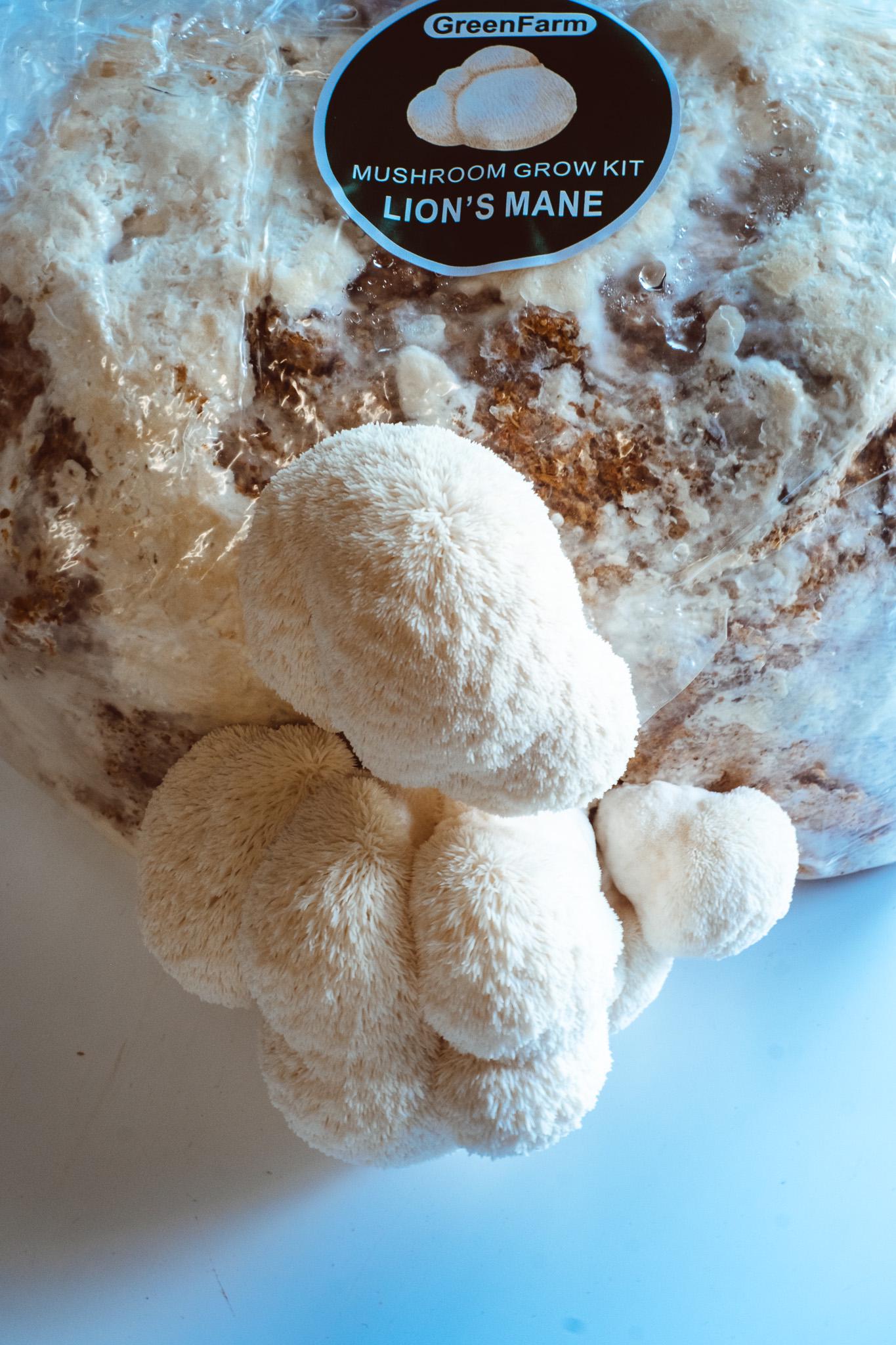 Lion's Mane 500 Mushroom Plugs Spawn| Grow Your Own Mushrooms | Hardwood Inoculation Kit