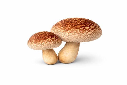 Quality Control in Mushroom Spawn Production
