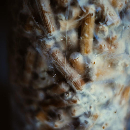 Shiitake 200 Mushroom Plugs Spawn: Grow Your Own Gourmet Mushrooms