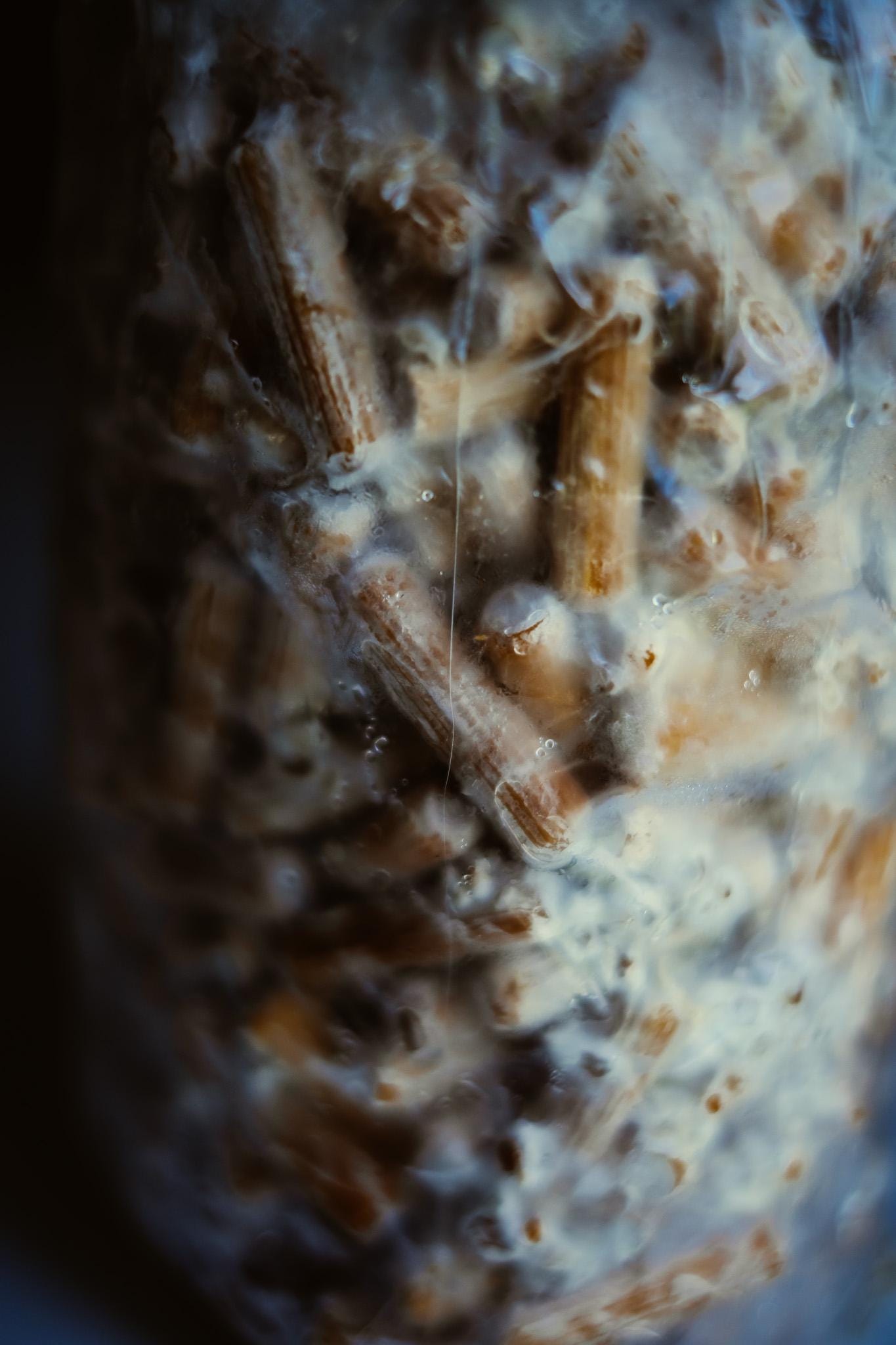 Lion's Mane 500 Mushroom Plugs Spawn| Grow Your Own Mushrooms | Hardwood Inoculation Kit