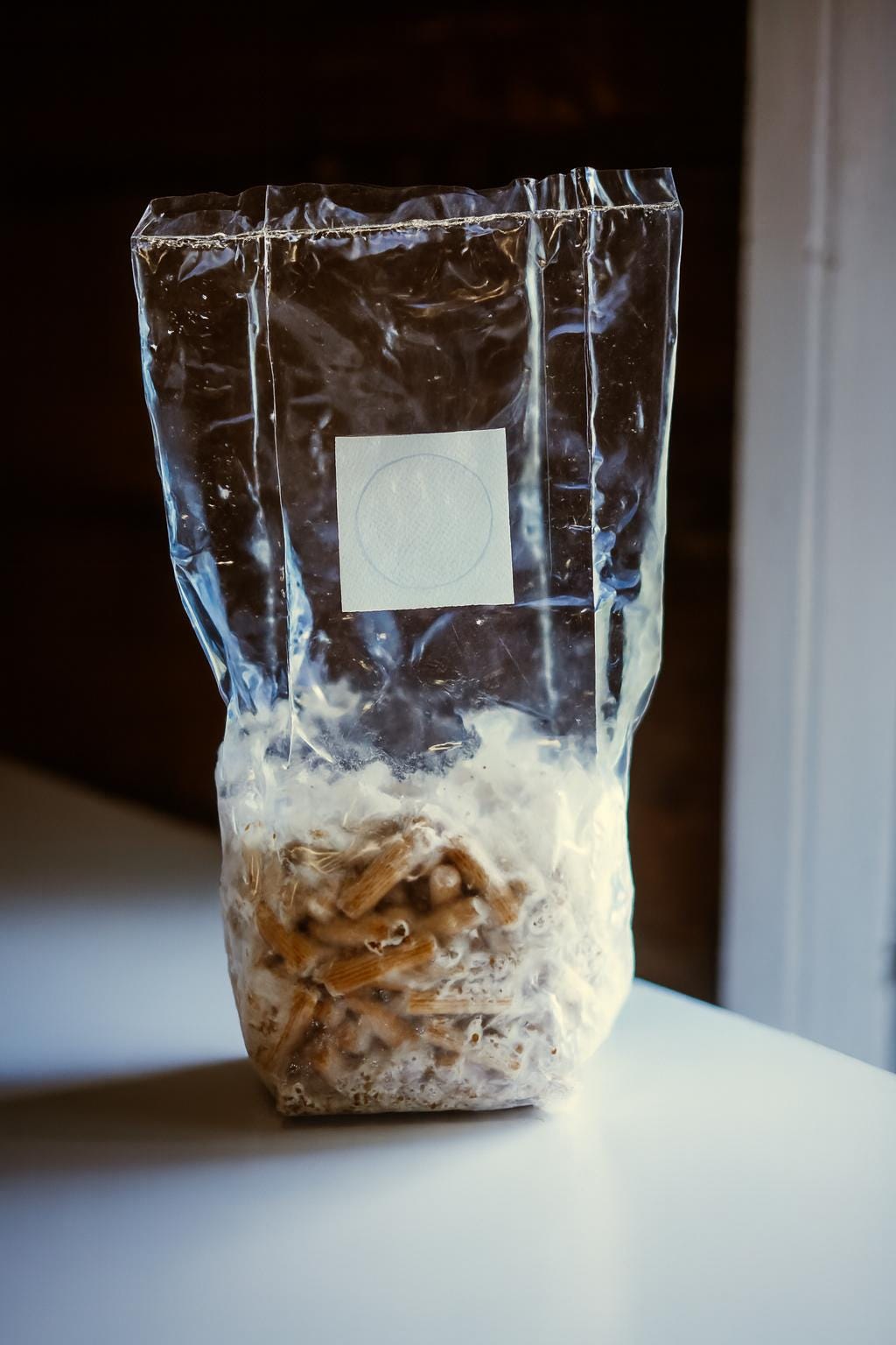 Pink Oyster 200 Mushroom Plugs Spawn| Grow Your Own Mushrooms | Hardwood Inoculation Kit