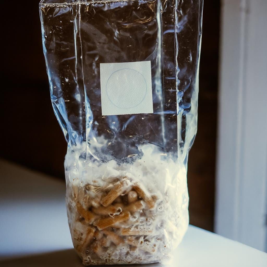 Pink Oyster Mushroom Plug Spawn 200 Plugs | Grow Your Own Gourmet Mushrooms | Hardwood Log Inoculation Kit