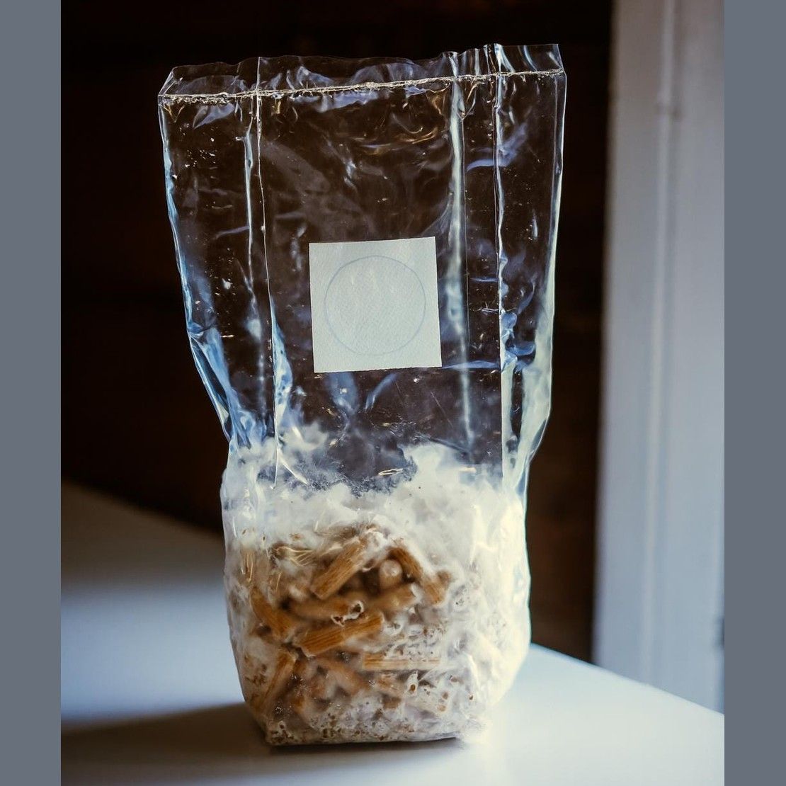 Turkey Tail Mushroom Plug Spawn 200 Plugs | Grow Your Own Mushrooms | Hardwood Log Inoculatio