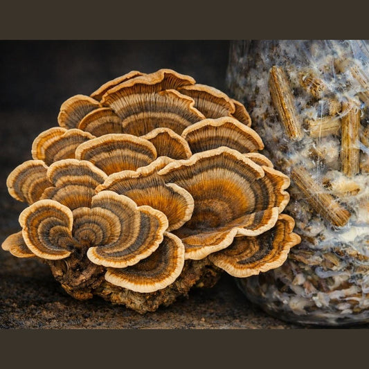 Turkey Tail Mushroom Plug Spawn 200 Plugs | Grow Your Own Mushrooms | Hardwood Log Inoculatio