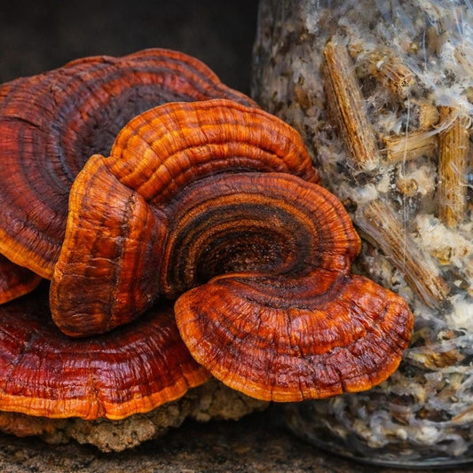 Red Reishi Mushroom Plug Spawn 200 Plugs | Grow Your Own Mushrooms | Hardwood Log Inoculation