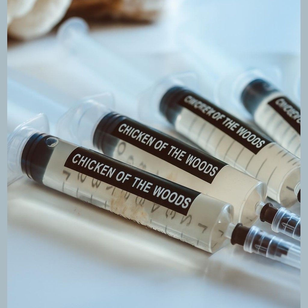 Chicken of the Woods Liquid Culture Syringes 5x10ml | Laetiporus sulphureus | Gourmet Mushroom