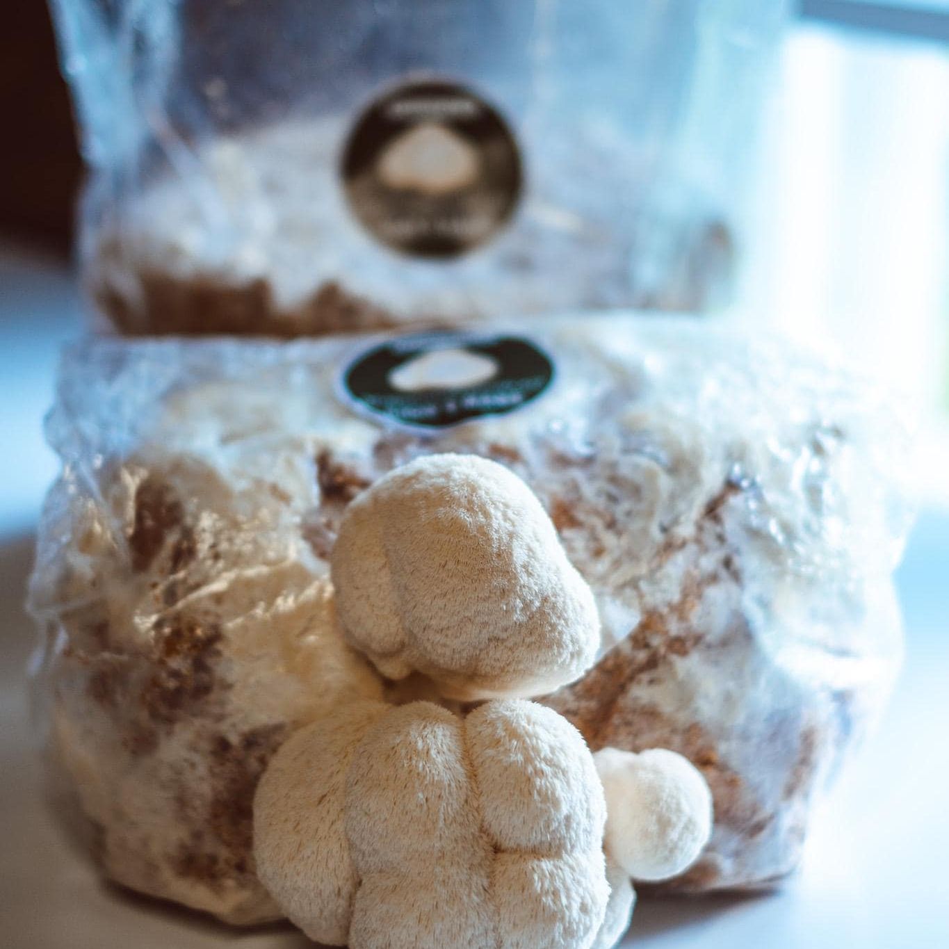 Lion’s Mane Liquid Culture Syringes 10x10ml | Hericium Erinaceus | Home Mushroom Growing Kit Fungi Mycology Beginner Garden Kit