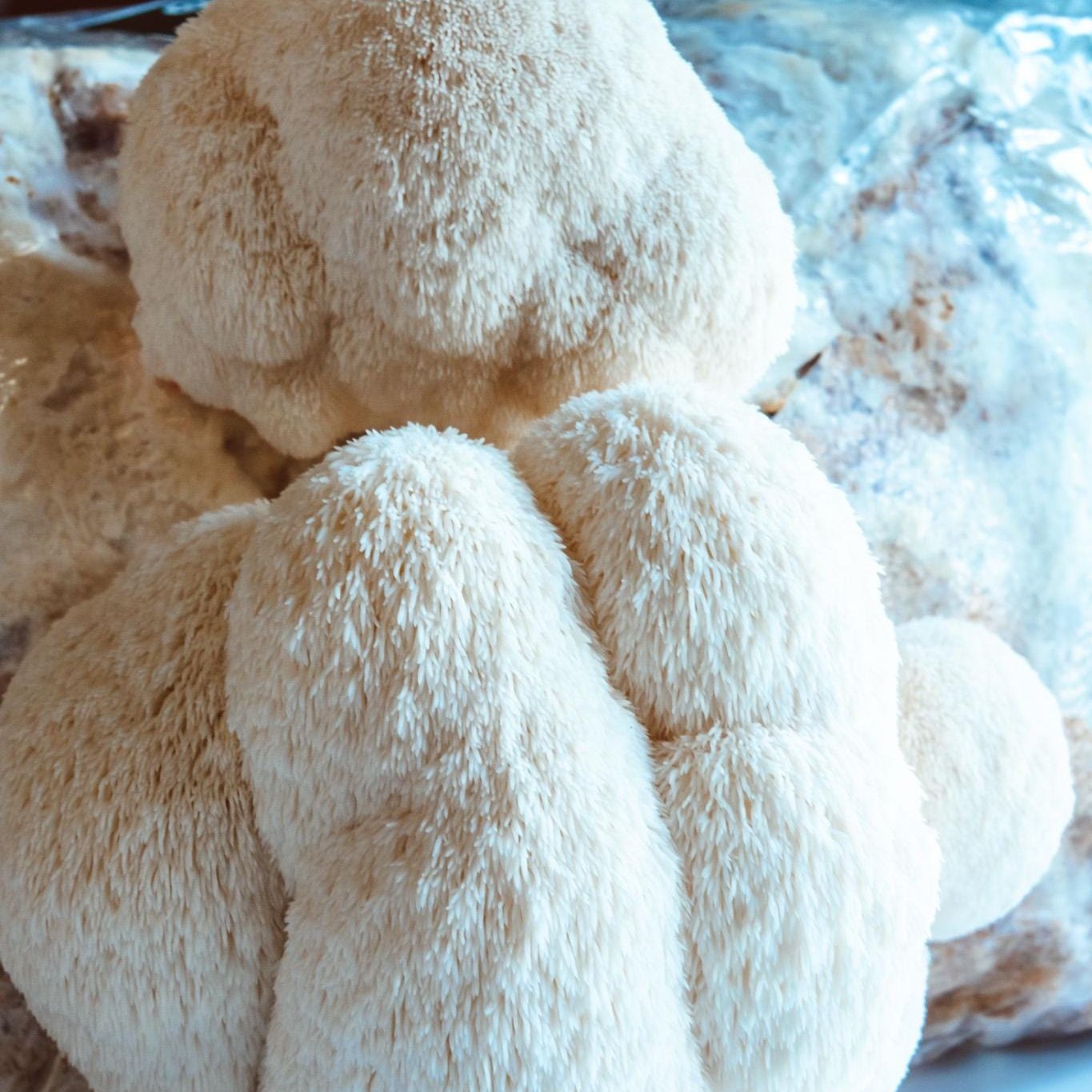 Lion’s Mane Liquid Culture Syringes 10x10ml | Hericium Erinaceus | Home Mushroom Growing Kit Fungi Mycology Beginner Garden Kit