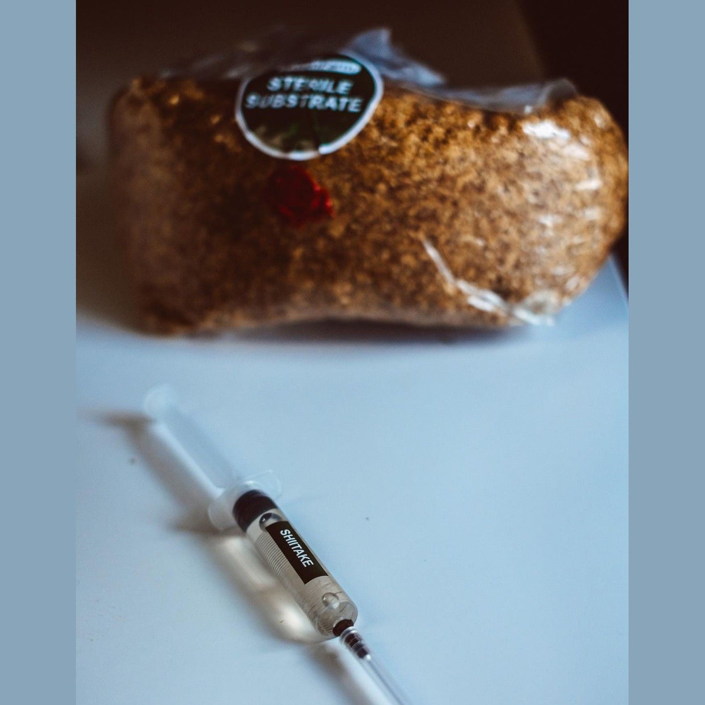 Shiitake Liquid Culture Syringes 10x10ml | Lentinula Edodes | Bulk Mushroom Mycelium for Growing