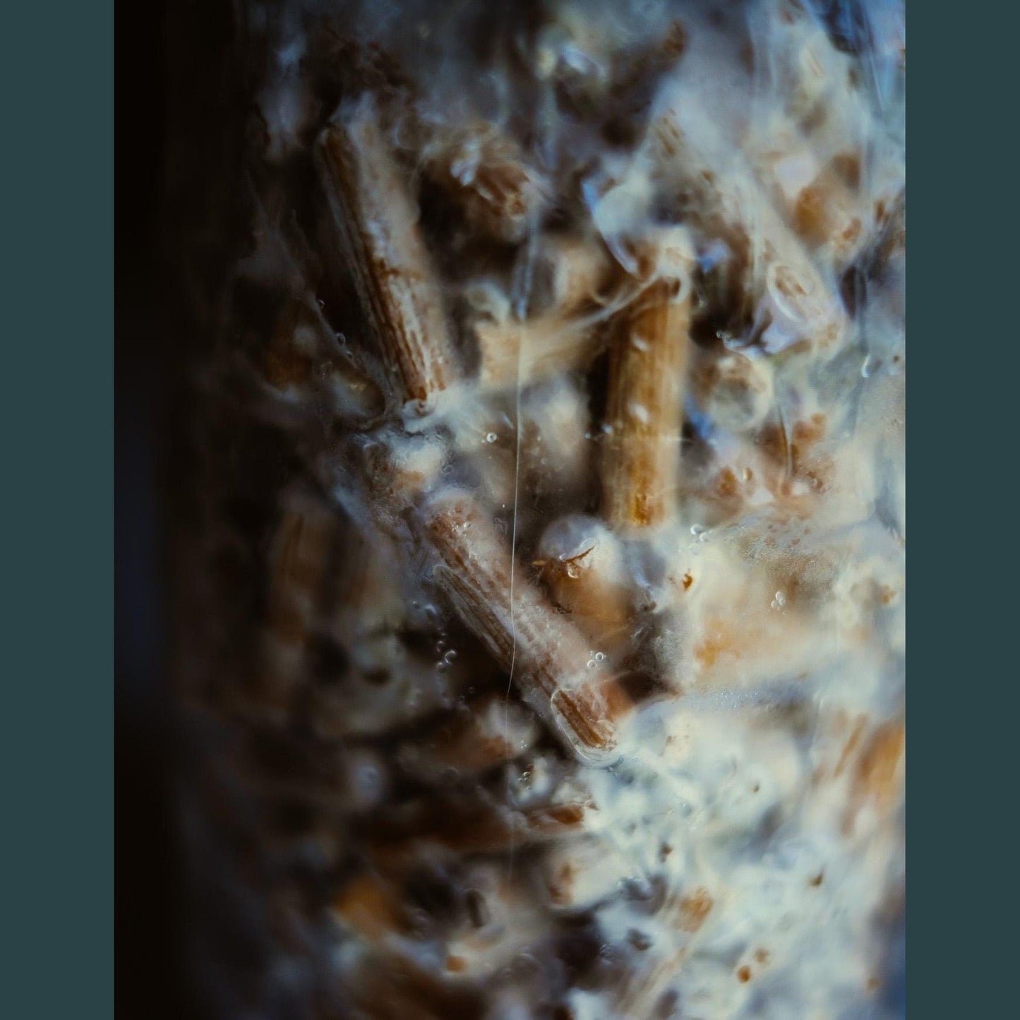 Turkey Tail Mushroom Plug Spawn 200 Plugs | Grow Your Own Mushrooms | Hardwood Log Inoculatio