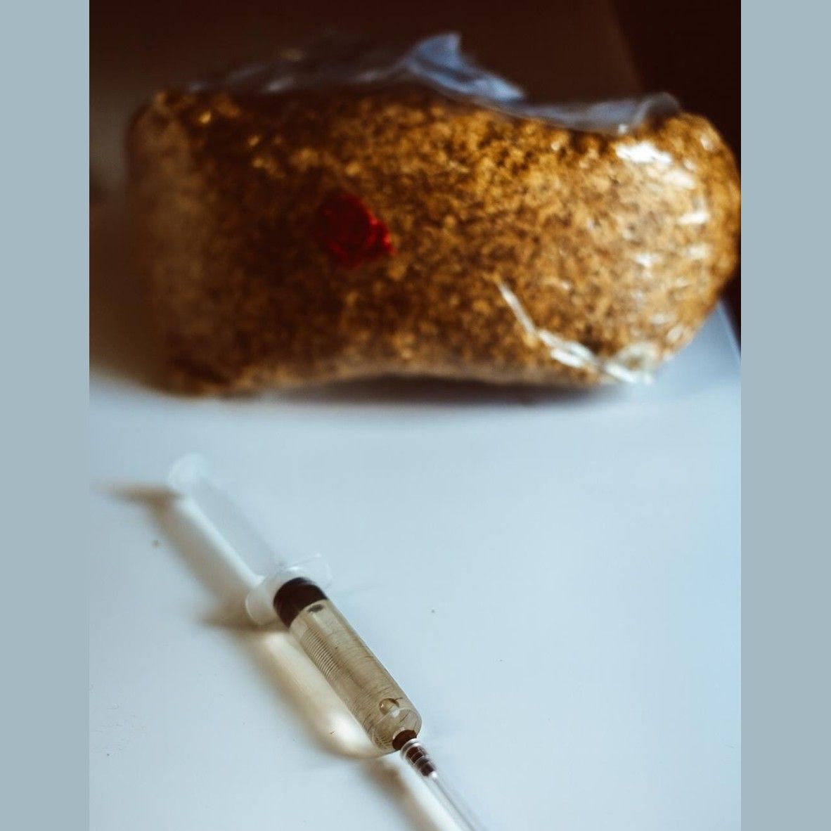 Pearl Oyster Liquid Culture Syringes 5x10ml | Pleurotus ostreatus | Fast Growing Gourmet Mushroom