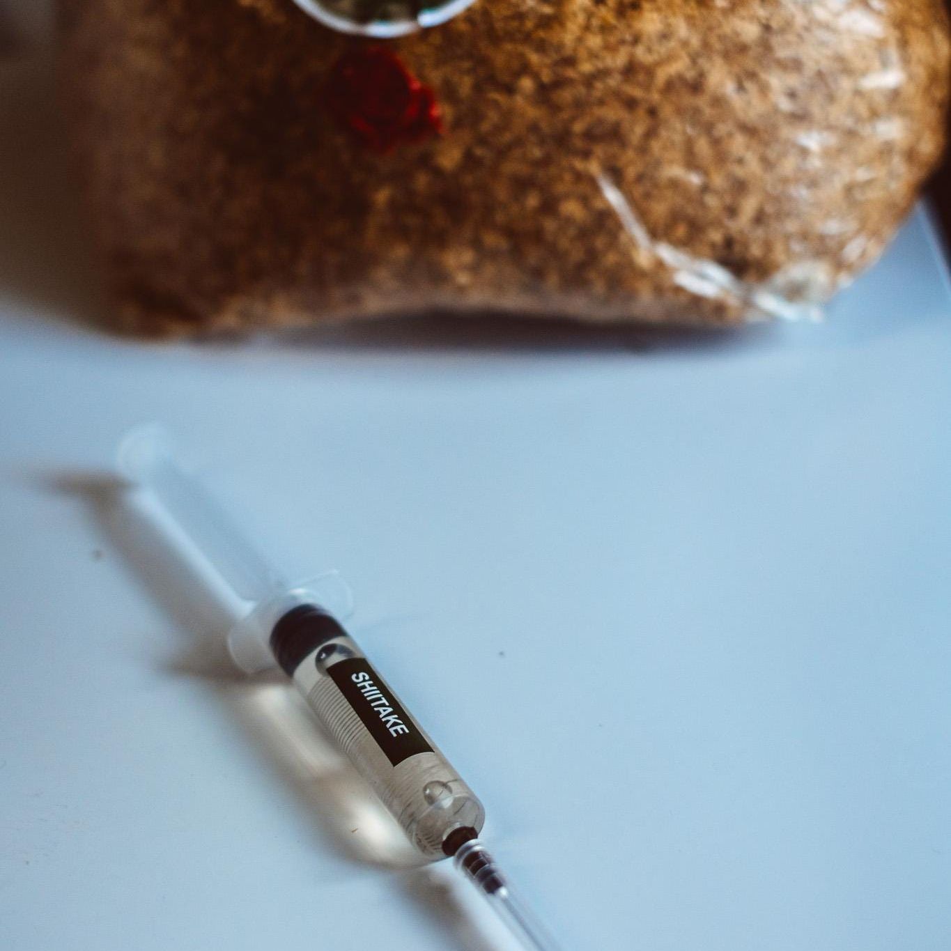 Shiitake Mushroom Growing Guide | Liquid Culture, Indoor Cultivation (Digital Download)