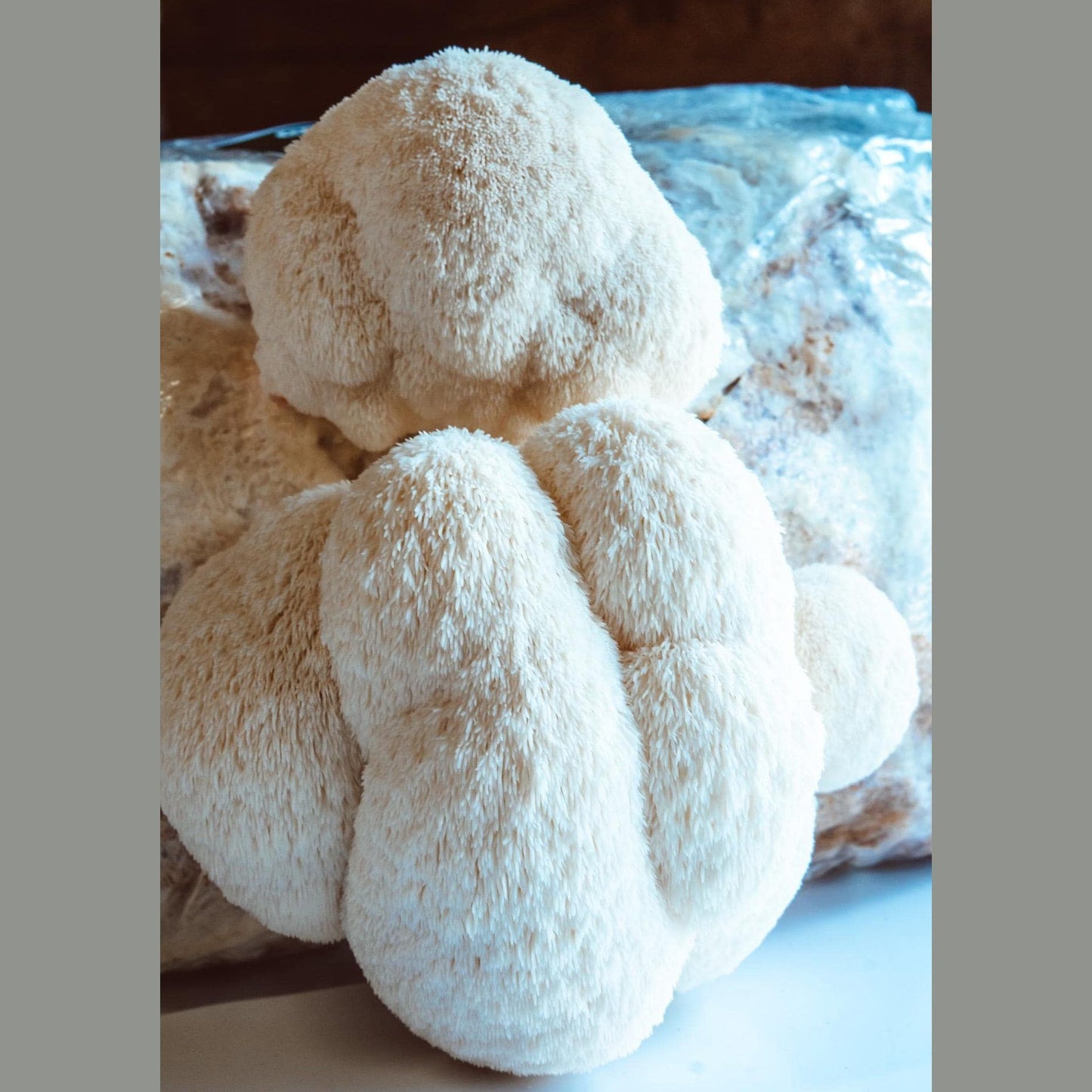 Grow Lion’s Mane Mushrooms | Complete Log & Liquid Culture Guide | 41-Page PDF | Instant Download